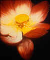 Lotus, oil on canvas